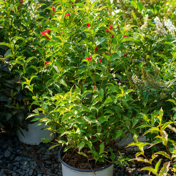 Sonic Bloom Red Weigela