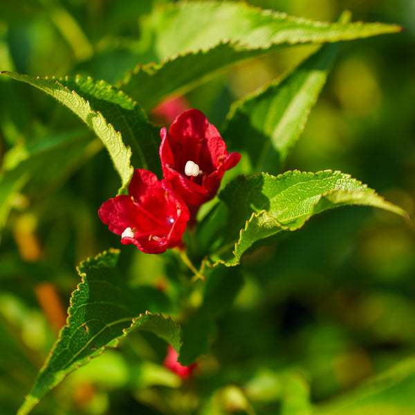 Sonic Bloom Red Weigela