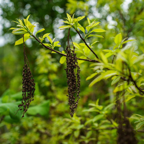 Sourwood