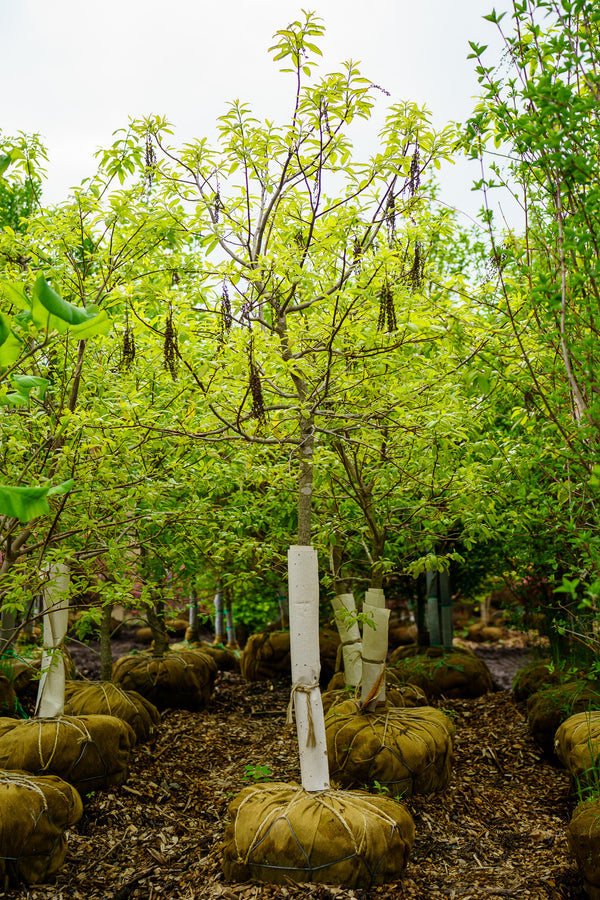 Sourwood