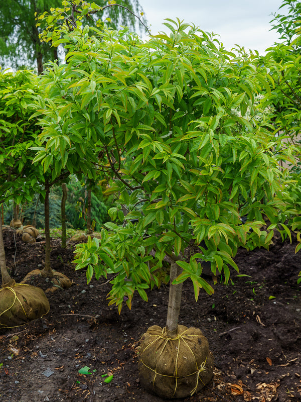 Sourwood