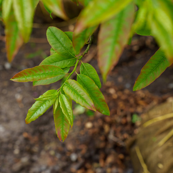 Sourwood