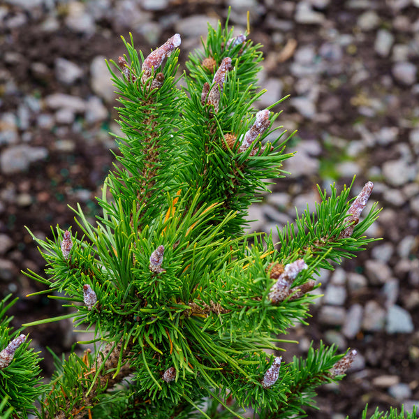 Spaan's Dwarf Lodgepole Pine - Pine - Conifers