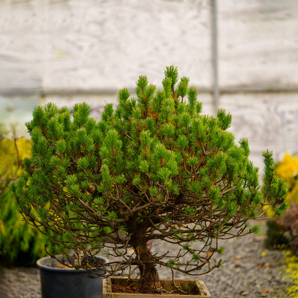 Spaan's Dwarf Lodgepole Pine - Pine - Conifers