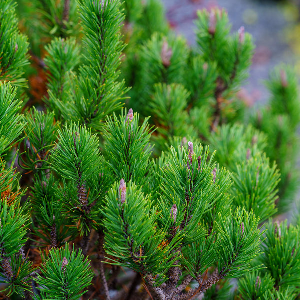 Spaan's Dwarf Lodgepole Pine - Pine - Conifers