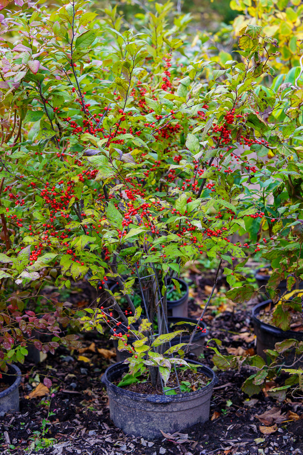 Sparkle Berry Winterberry Holly