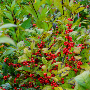 Sparkle Berry Winterberry Holly