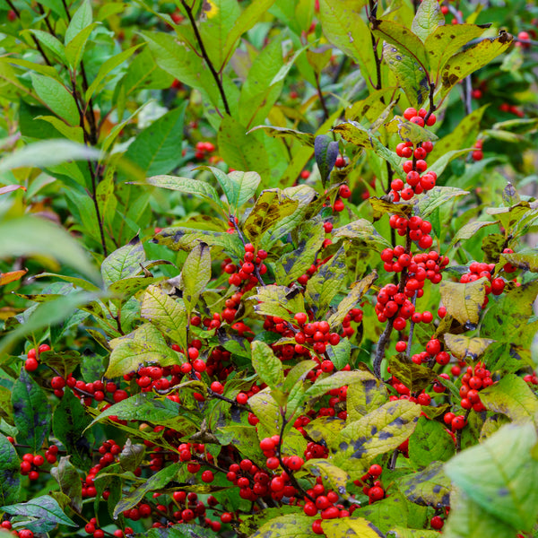 Sparkle Berry Winterberry Holly