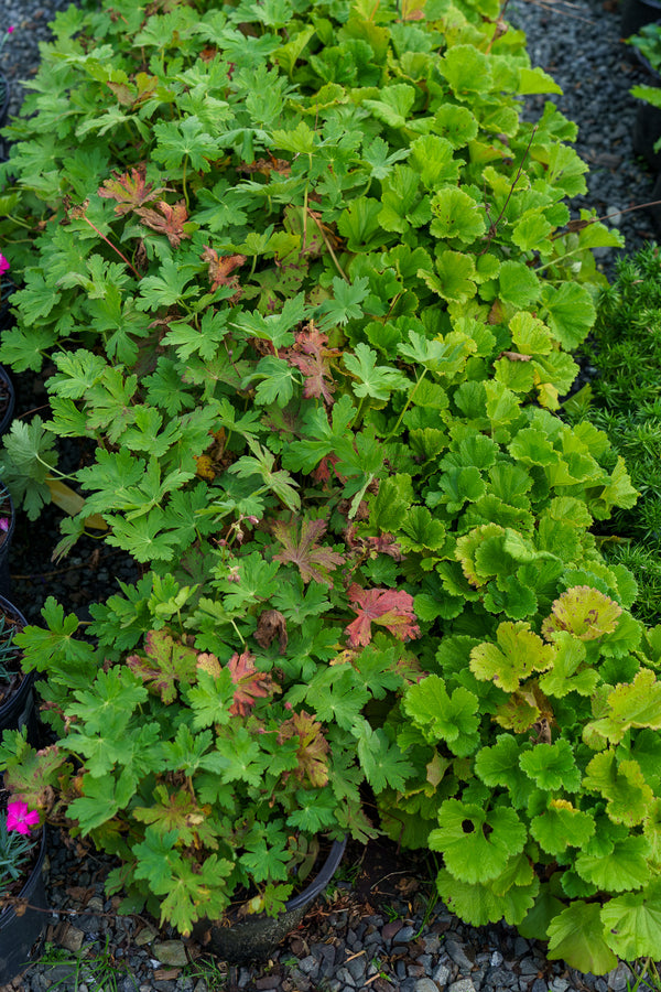 Spessart Bigroot Geranium