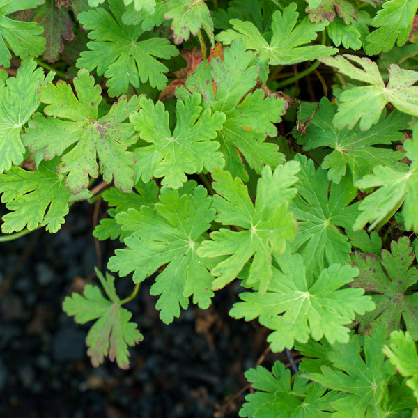 Spessart Bigroot Geranium