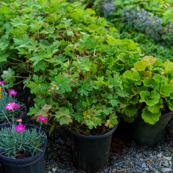 Spessart Bigroot Geranium