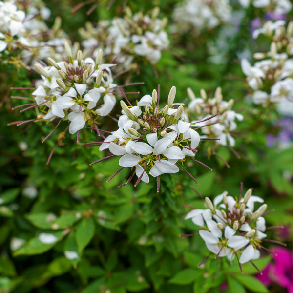 Spider Flower