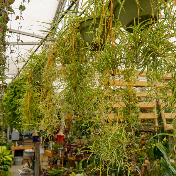 Spider Plant