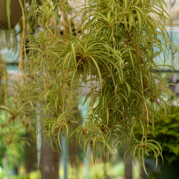 Spider Plant