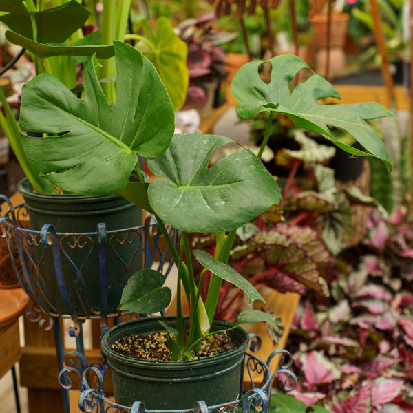 Split Leaf Philodendron