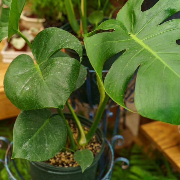 Split Leaf Philodendron