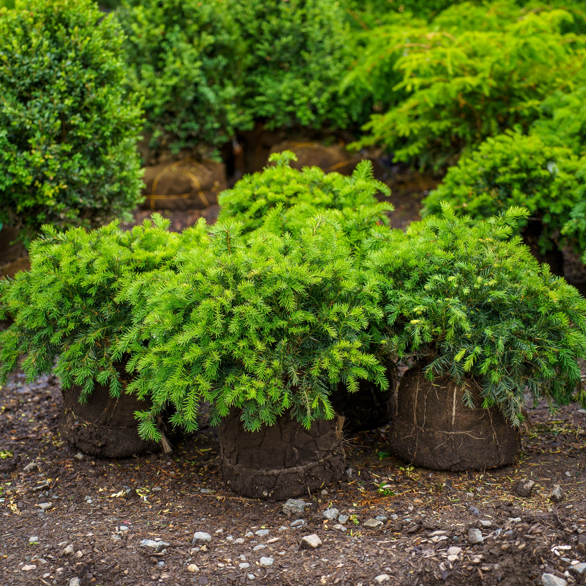 Spreading English Yew – Plant Detectives