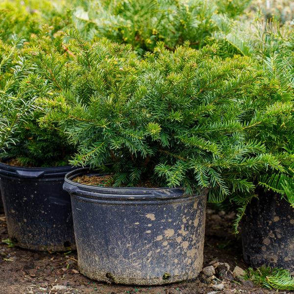 Spreading English Yew - Yew - Shrubs