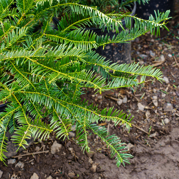 Spreading Japanese Plum Yew - Yew - Conifers