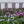 Load image into Gallery viewer, Spring Hot Pink Creeping Phlox

