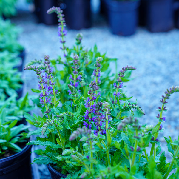 Spring King Sage