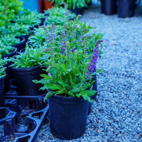 Spring King Sage