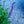 Load image into Gallery viewer, Spring King Sage
