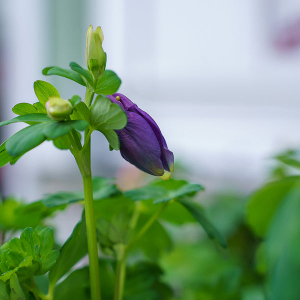 Spring Magic Mix Columbine – Plant Detectives