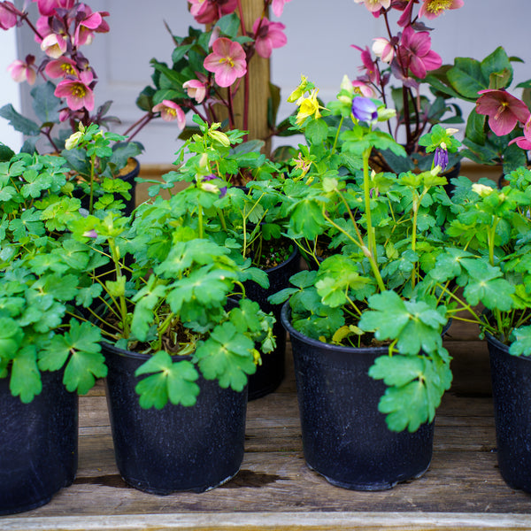 columbine plant care in pots Spring Magic Mix Columbine – Plant Detectives