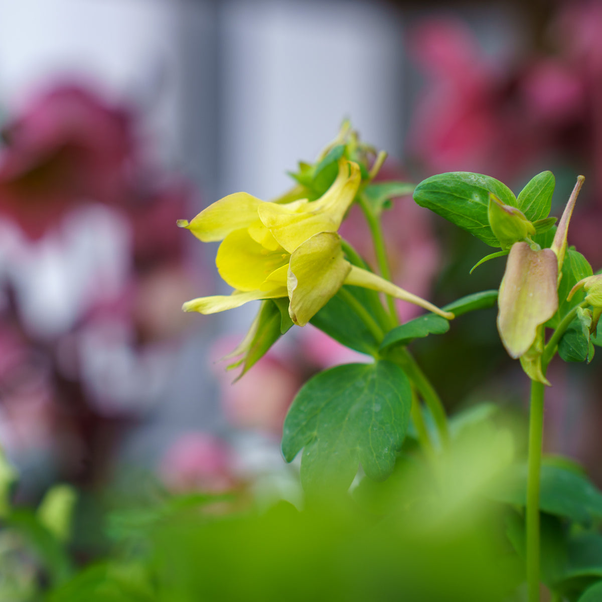 Spring Magic Mix Columbine – Plant Detectives