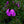 Load image into Gallery viewer, Spring Purple Creeping Phlox
