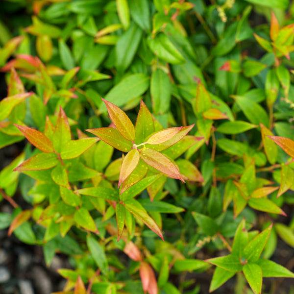 Squirt Coast Leucothoe