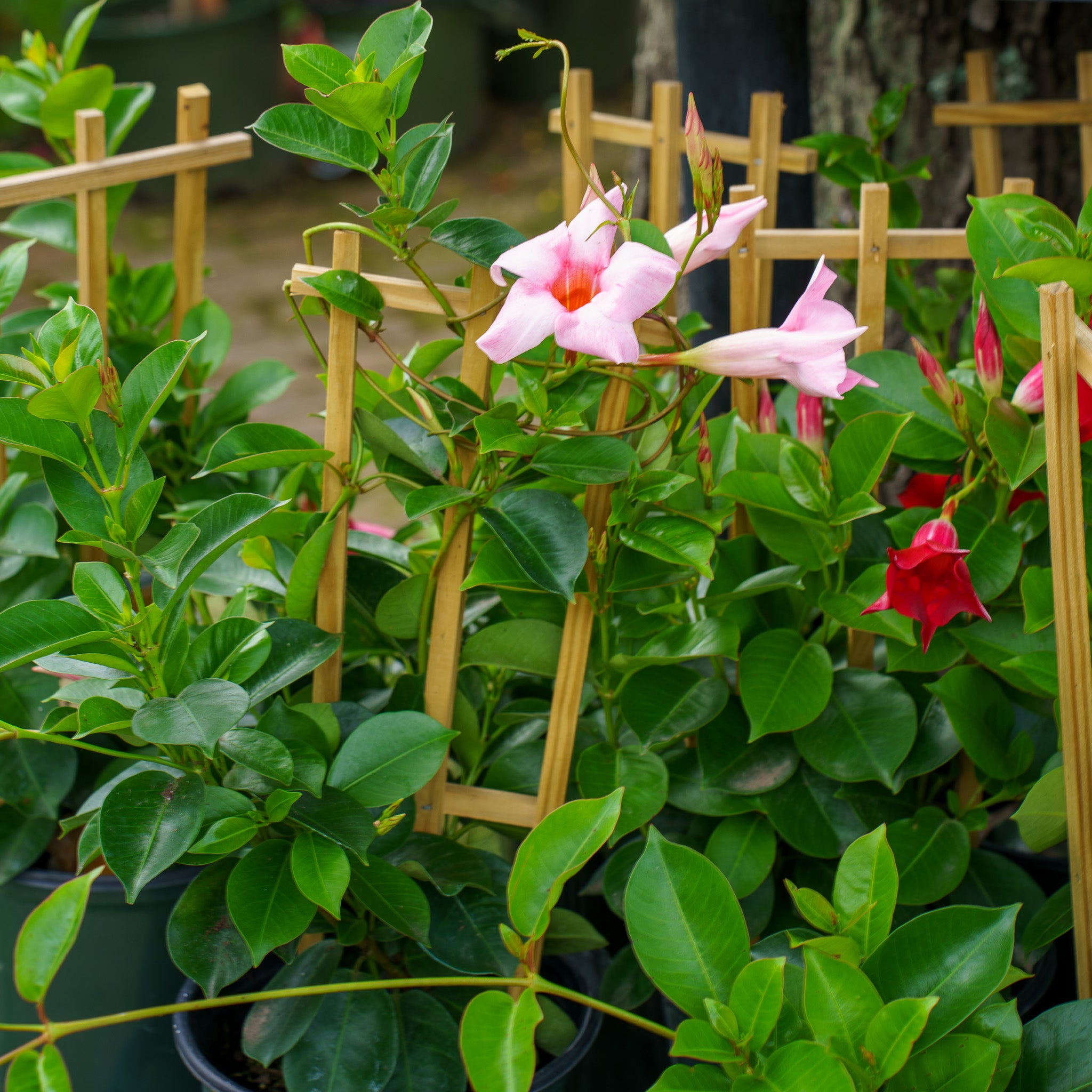 Staked Mandevilla – Plant Detectives