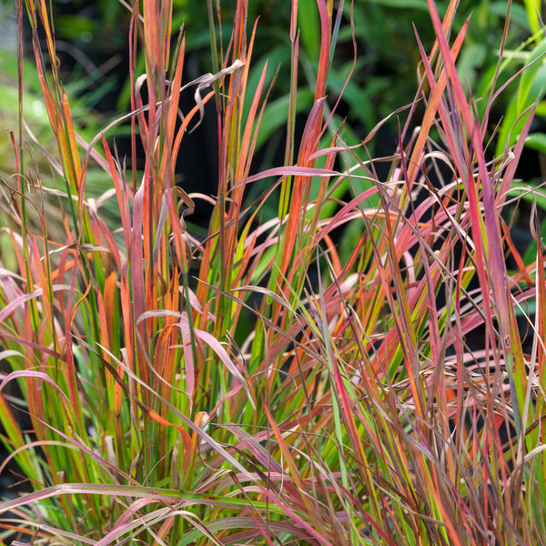 Standing Ovation Little Bluestem