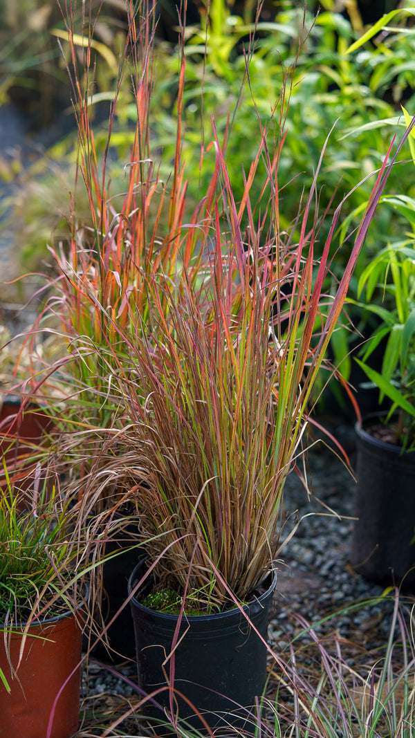 Standing Ovation Little Bluestem