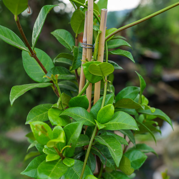 Star Jasmine