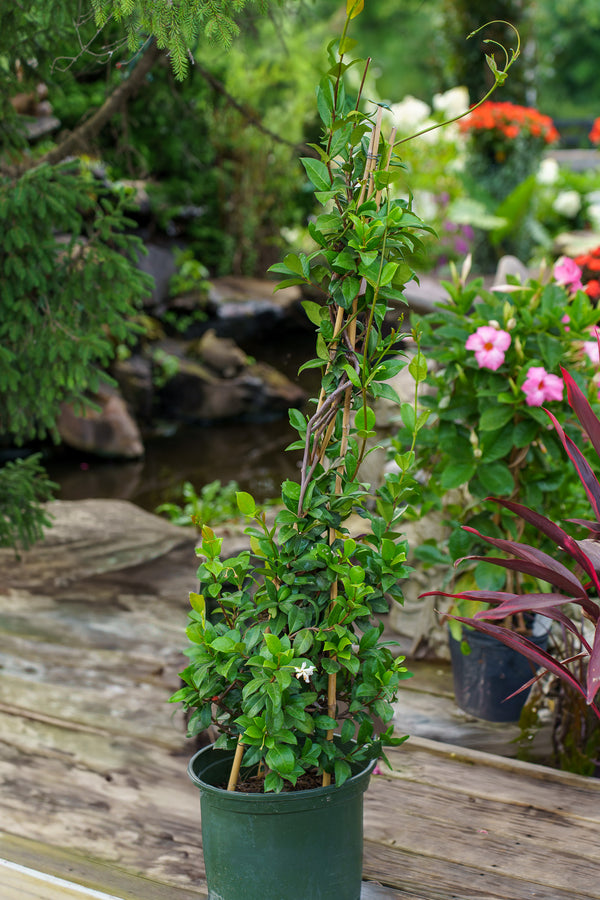 Star Jasmine