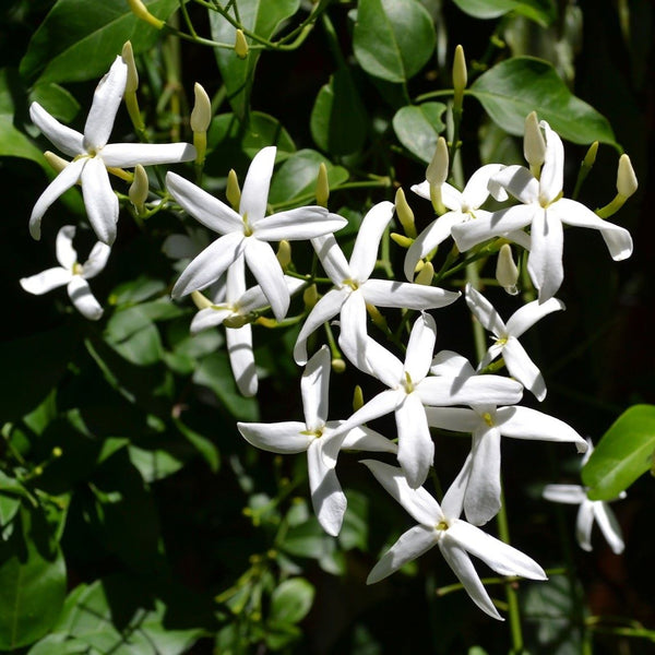 Star Jasmine