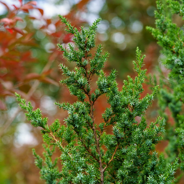 Star Power Juniper