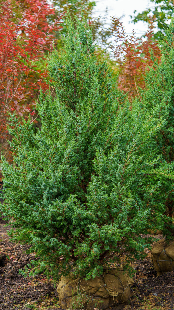 Star Power Juniper