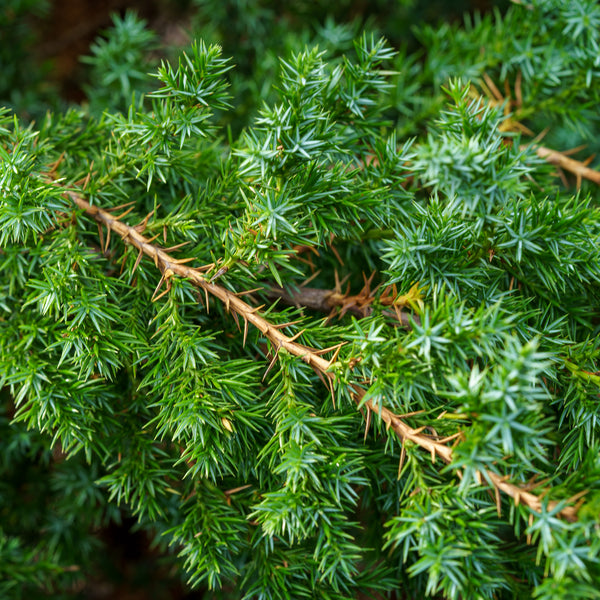 Star Power Juniper