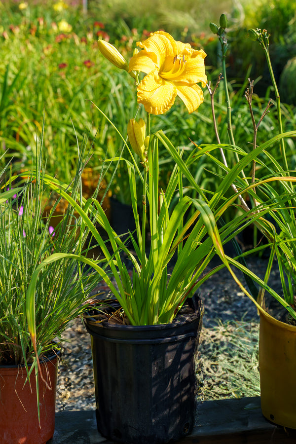 Star Struck Daylily