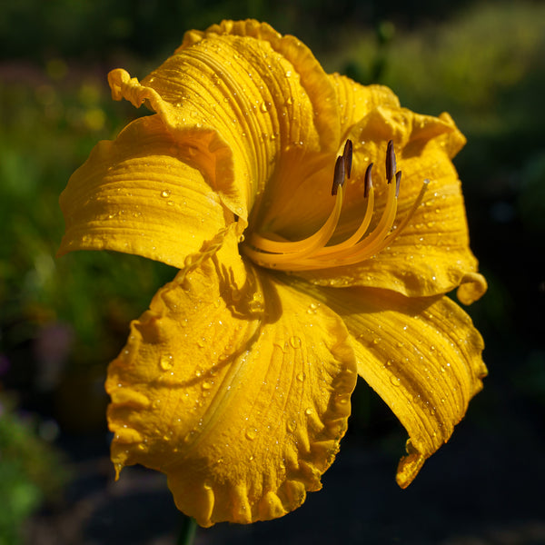 Star Struck Daylily