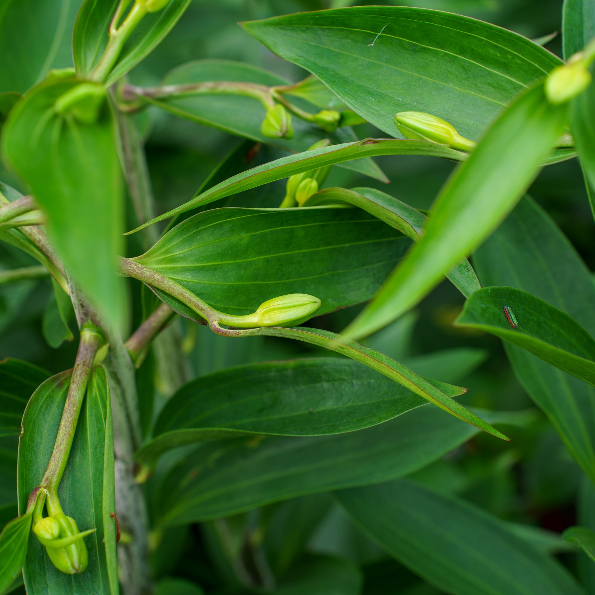 Stargazer Lily – Plant Detectives