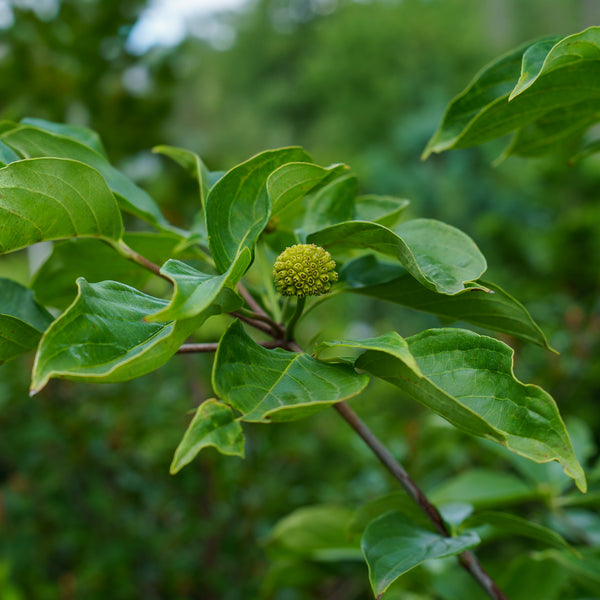 Starlight Chinese Dogwood