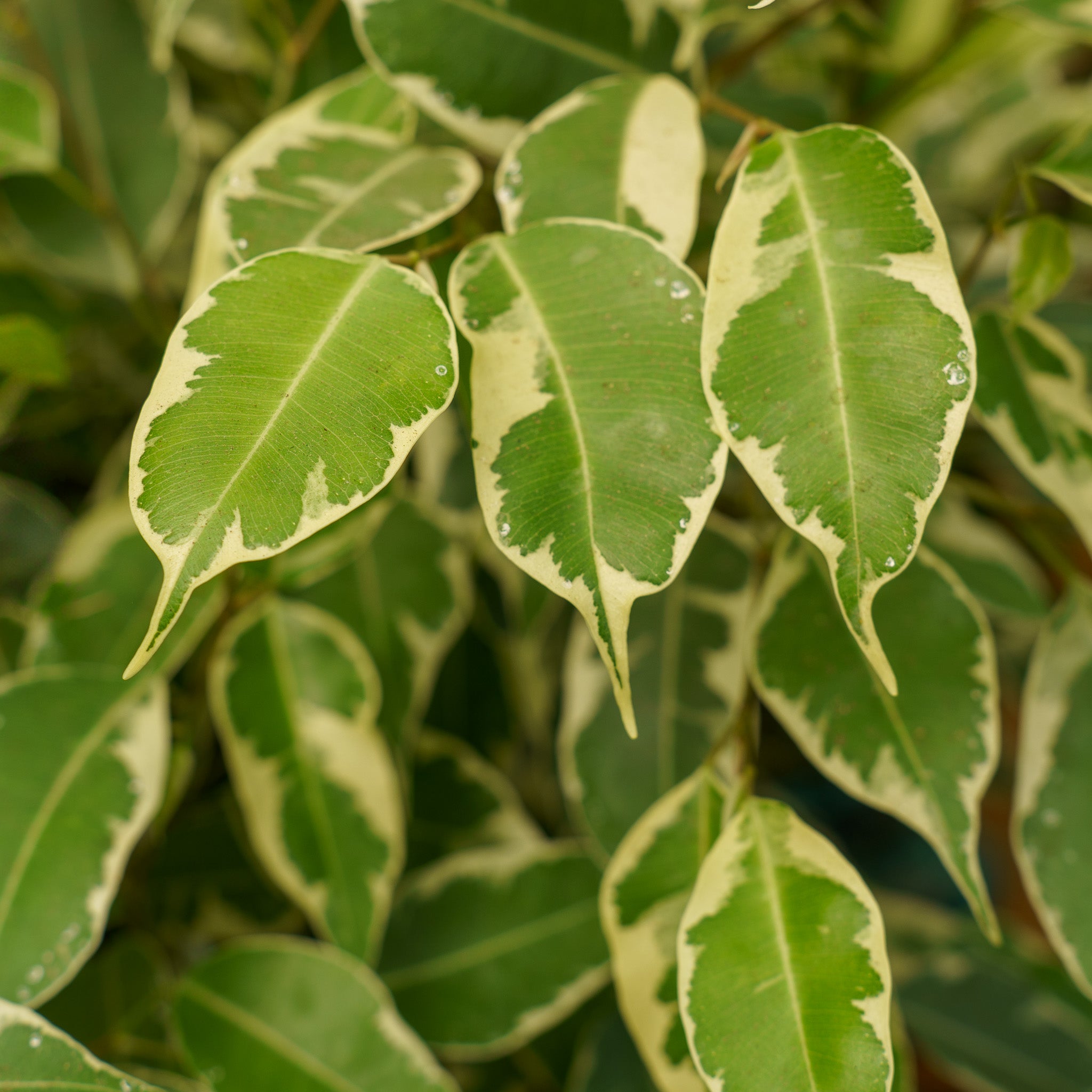 ficus starlight plant Starlight Weeping Fig – Plant Detectives