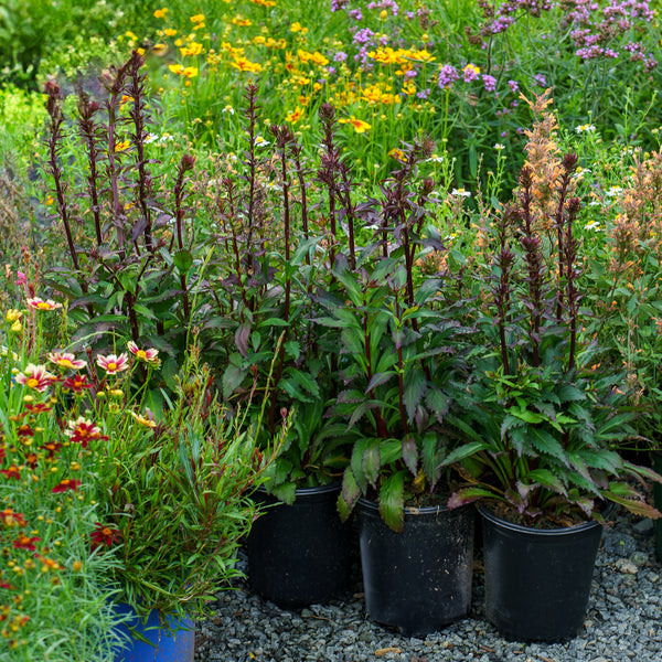 Starship Deep Rose Cardinal Flower Plant Detectives Starship Deep Rose Cardinal Flower Plant Detectives