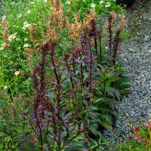 Starship Deep Rose Lobelia