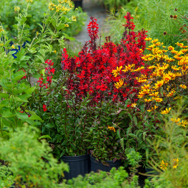 Starship Scarlet Cardinal Flower