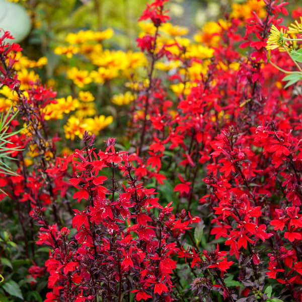 Starship Scarlet Cardinal Flower